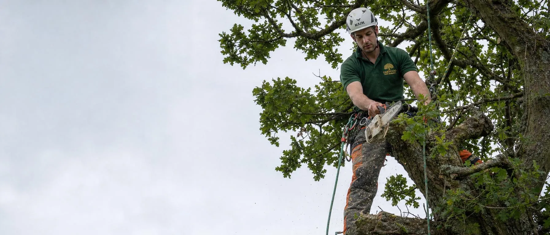 A Caterham tree surgeon roped high in a mature oak carrying out a crown reduction