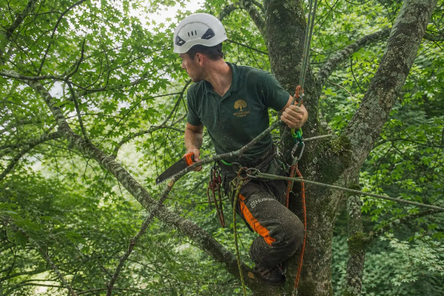 Crown Thinning in Caterham and Across Surrey