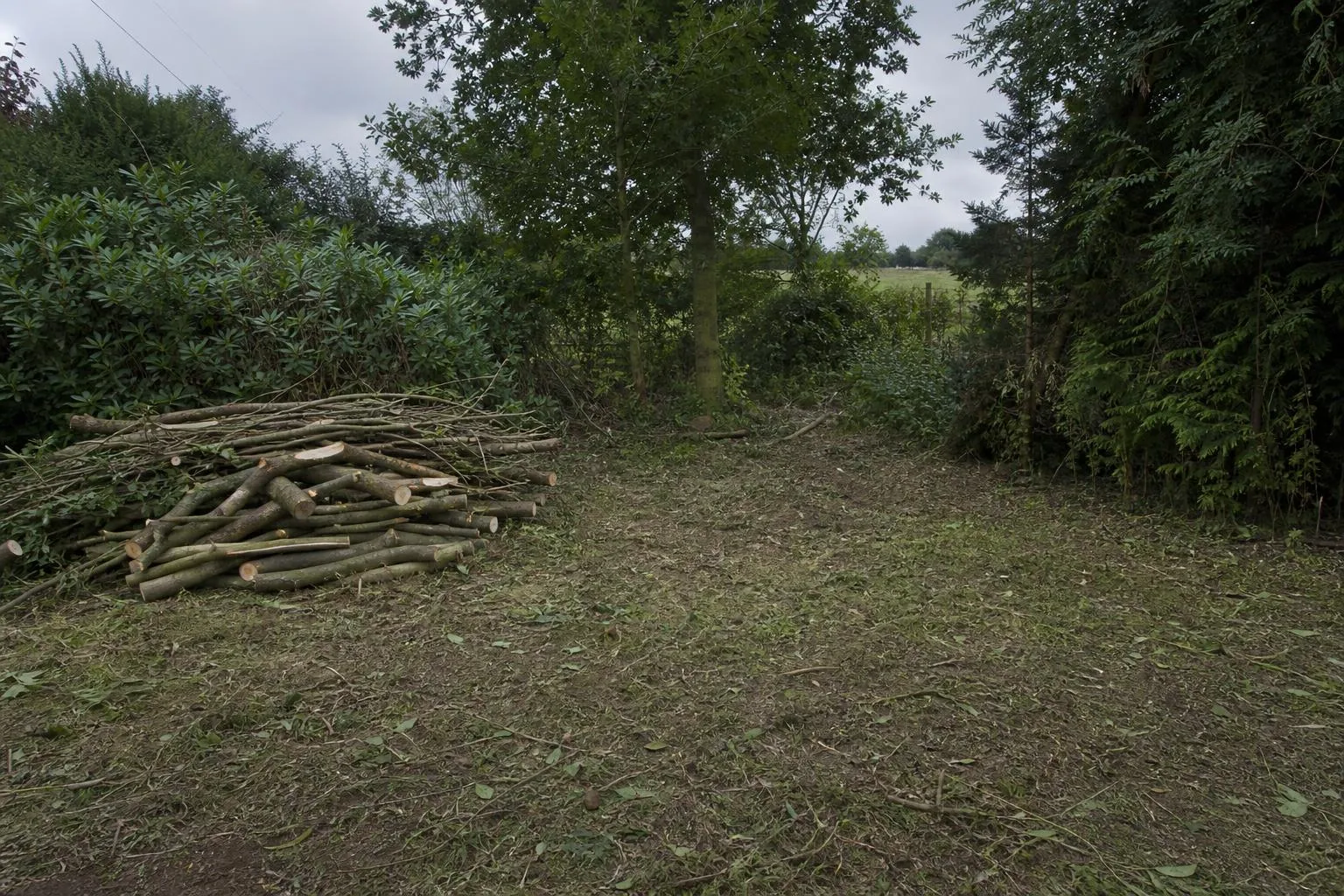 Garden Clearance in Caterham & Surrey
