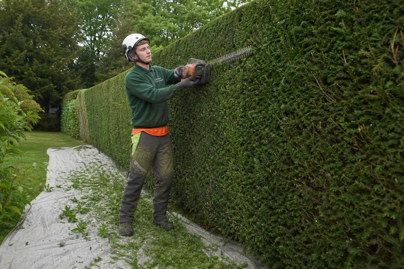 Hedge Trimming in Caterham & Surrey