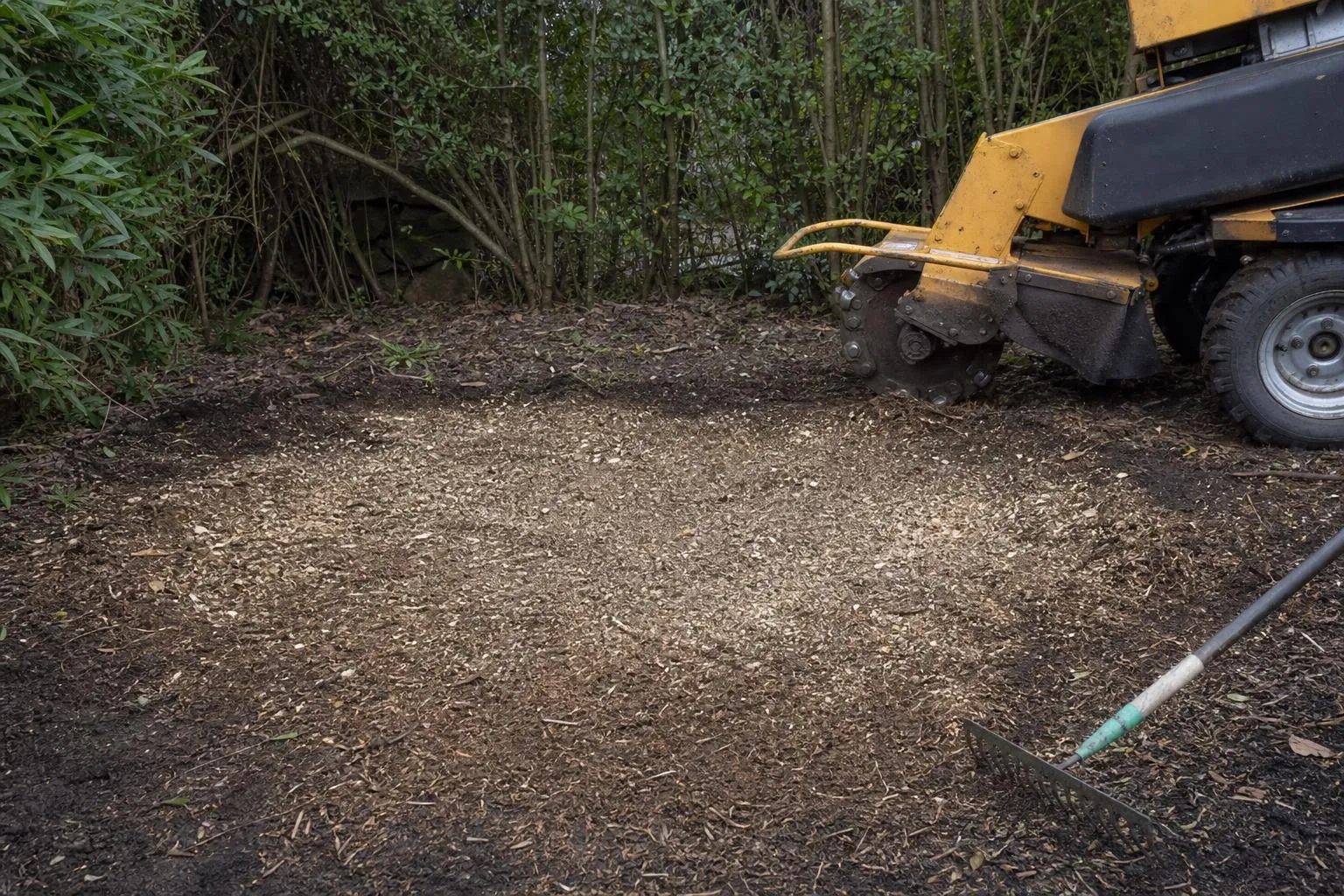 Tree Stump Removal in Caterham and Surrey