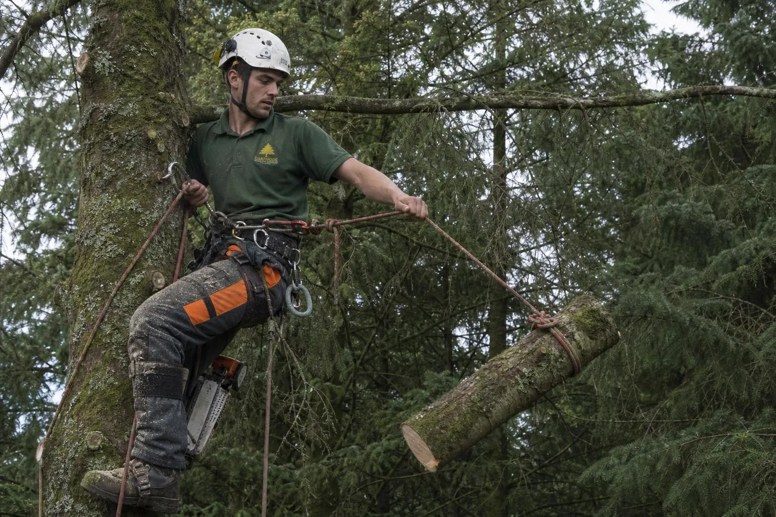 Tree Removal in Caterham: Safe, Insured, and Done Properly
