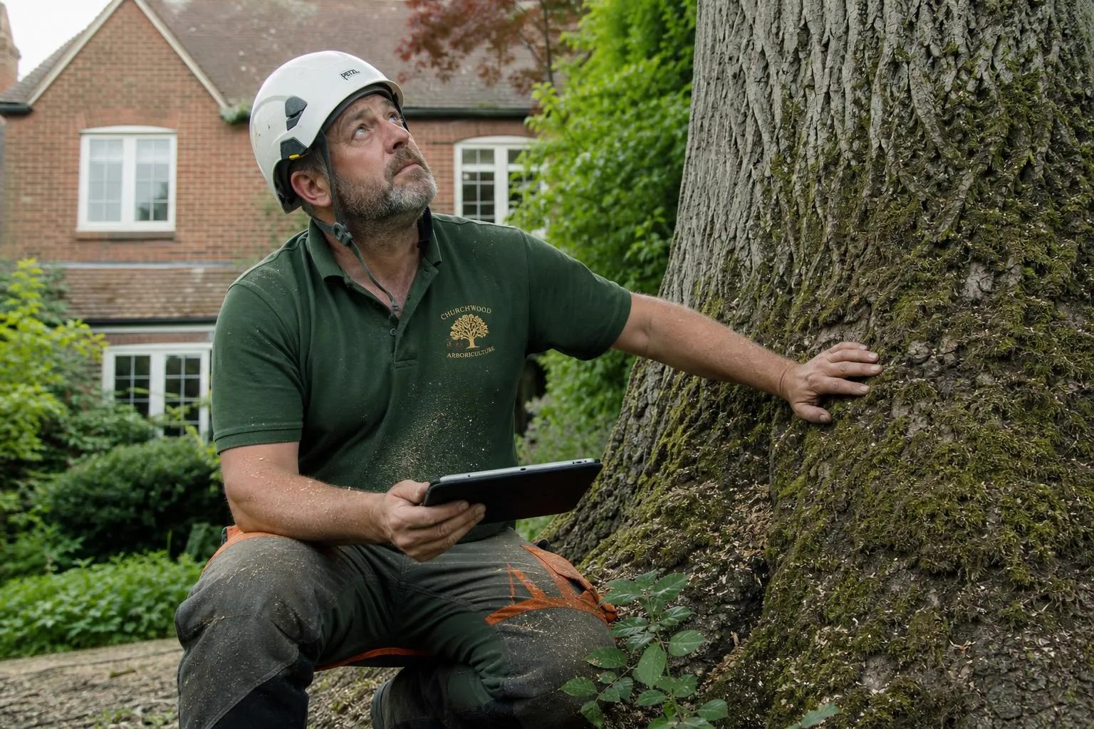 A Caterham tree surgeon assessing a mature oak at the base of the trunk for a quote